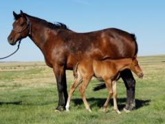 Sapa Mia Reed JW<br>AQHA 5411535